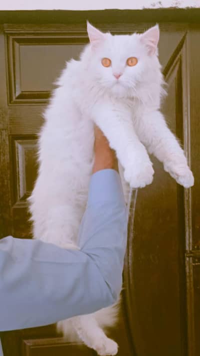 persian cat