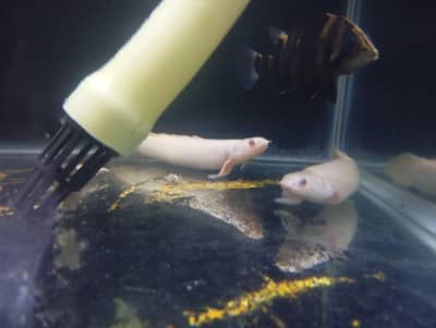 albino Senegal bichir pair