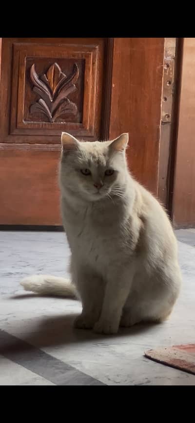 Golden female cat for sale
