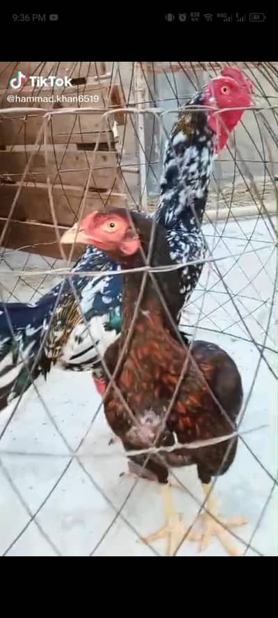 l Cheena Madia Murgah Or Misnwali Khajoria Murghi