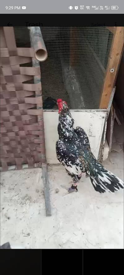 l Cheena Madia Murgah Or Misnwali Khajoria Murghi