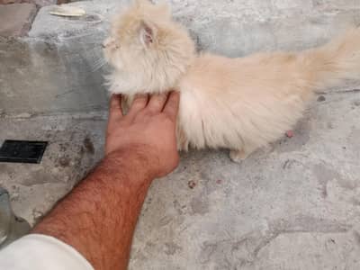 persian male fore sell