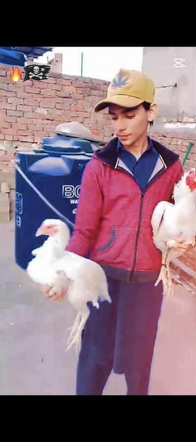 heera pair and chicks and love birds are available