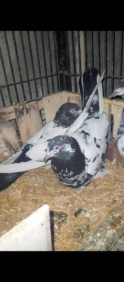 رامپوری جوڑأ