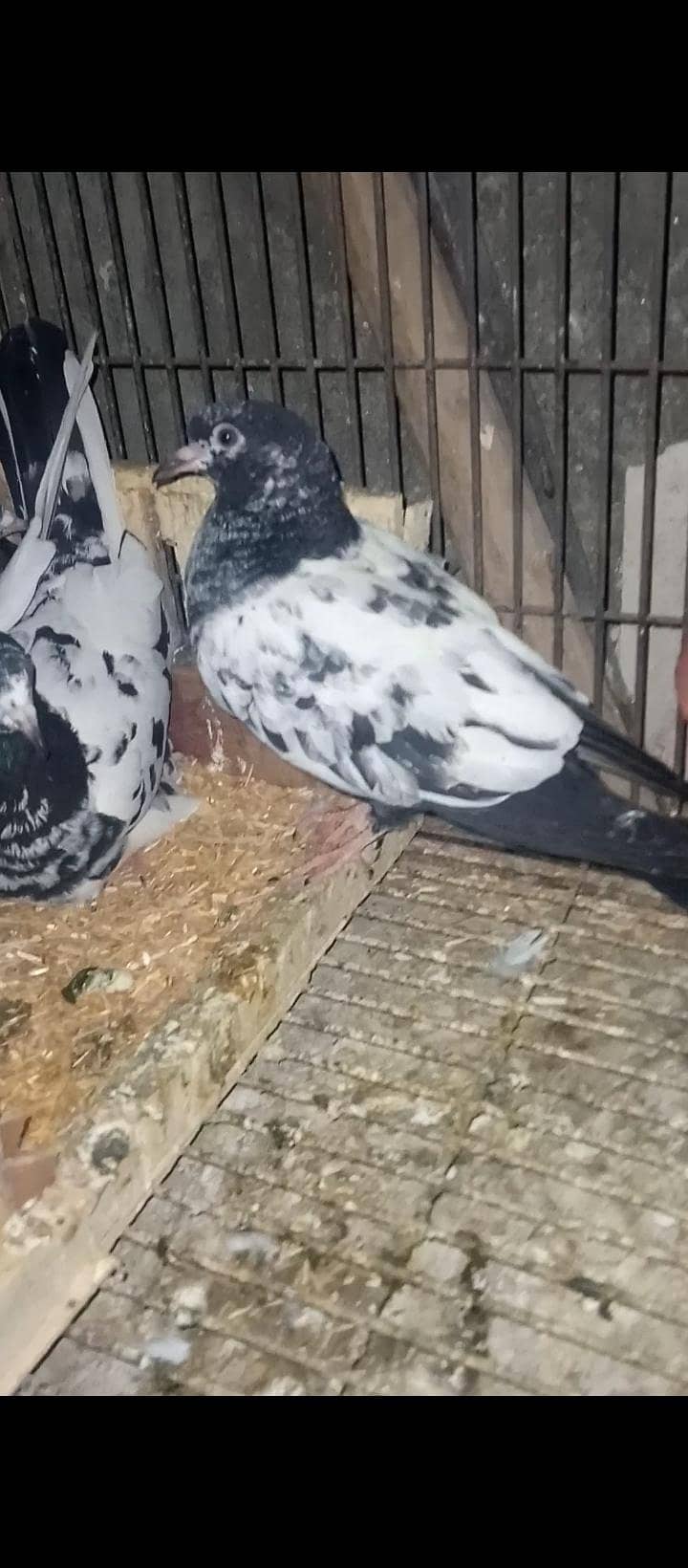 رامپوری جوڑأ 1