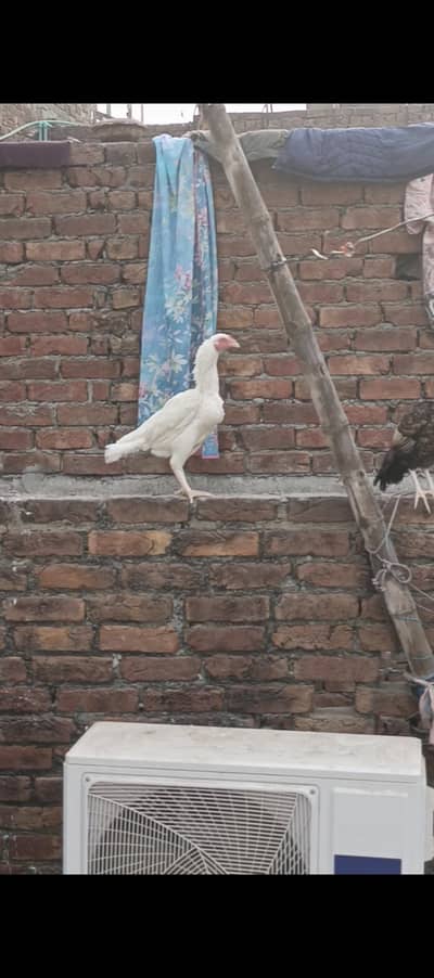 heera pair and love birds and chicks are available