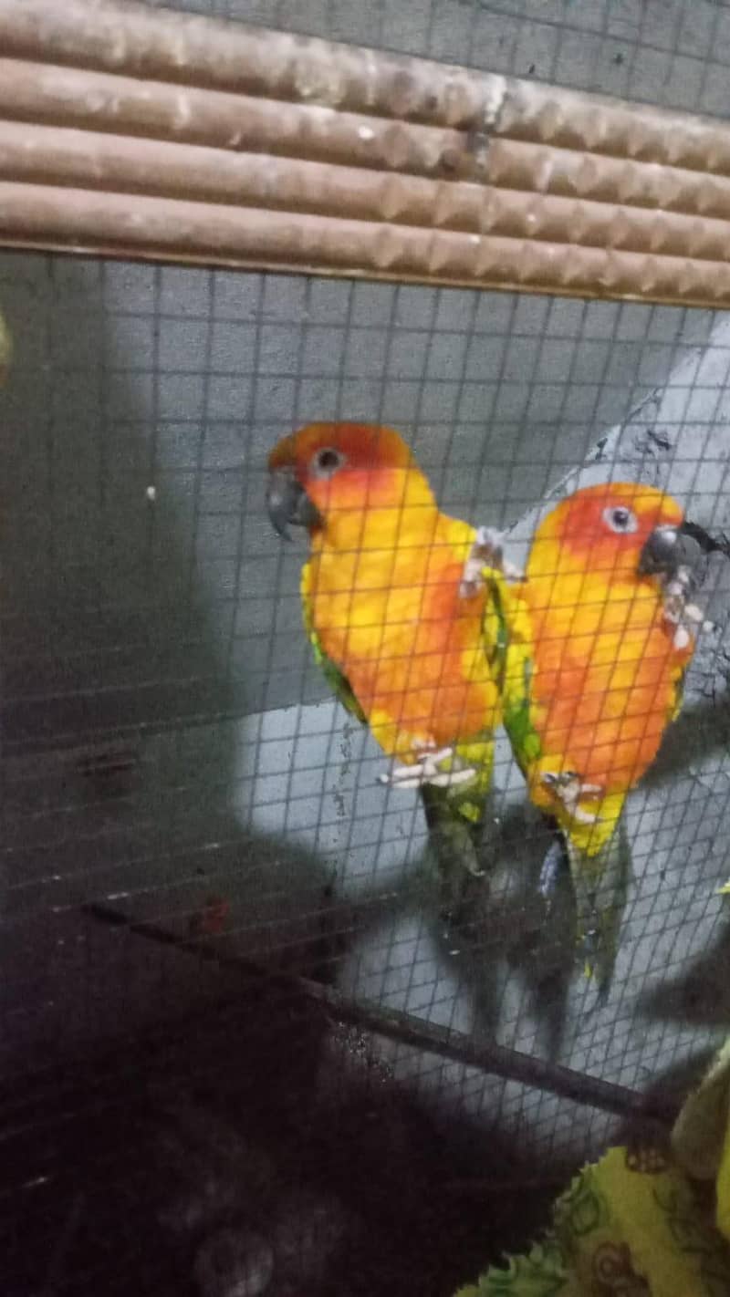sun conure 0
