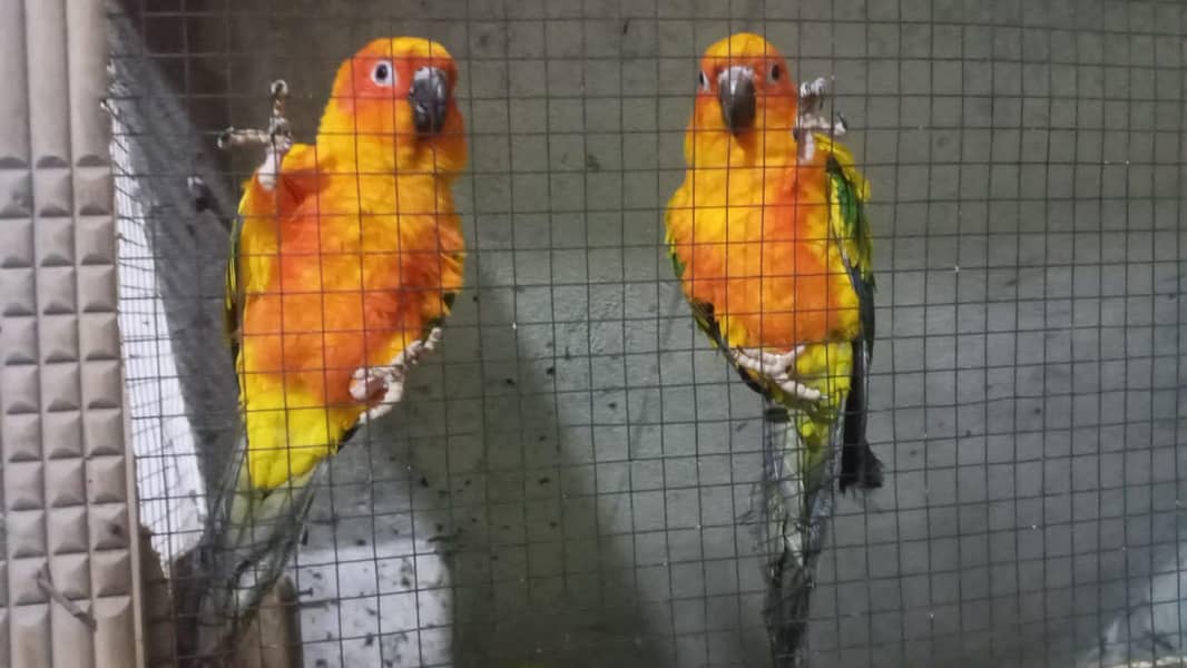 sun conure 1