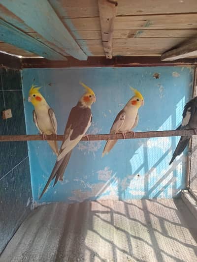 Ready to bread and, patha avelibal for sale