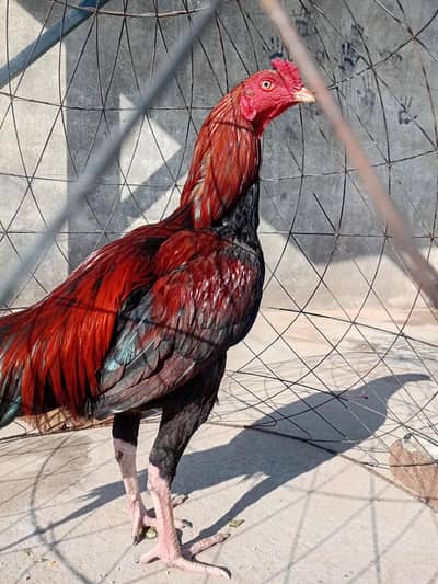 I want to sell my Hen  My WhatsApp number 03315155676