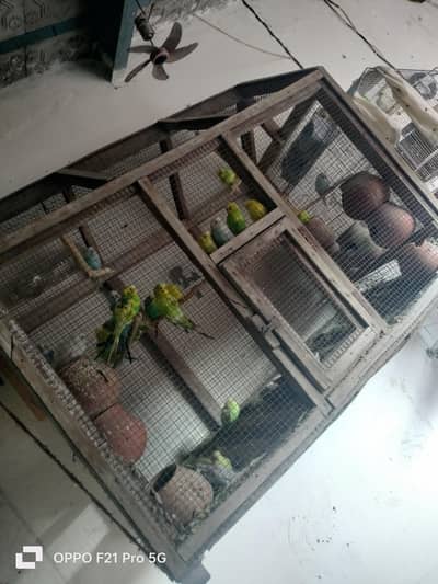 10 pulse jore Hain bacche Nikal rahe sabi with pinjra Dana Hain