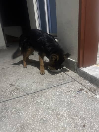 Germwn puppy urgent sale