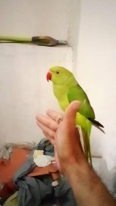 03435131048 Green ringneck parrot handtame