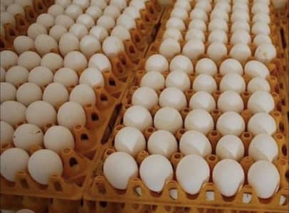 Shamo fertile Garranted eggs available paper white pair and get black