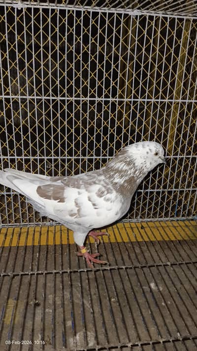 دو عدد کنگ سائز میل ایک عدد سینٹی میل فار سیل