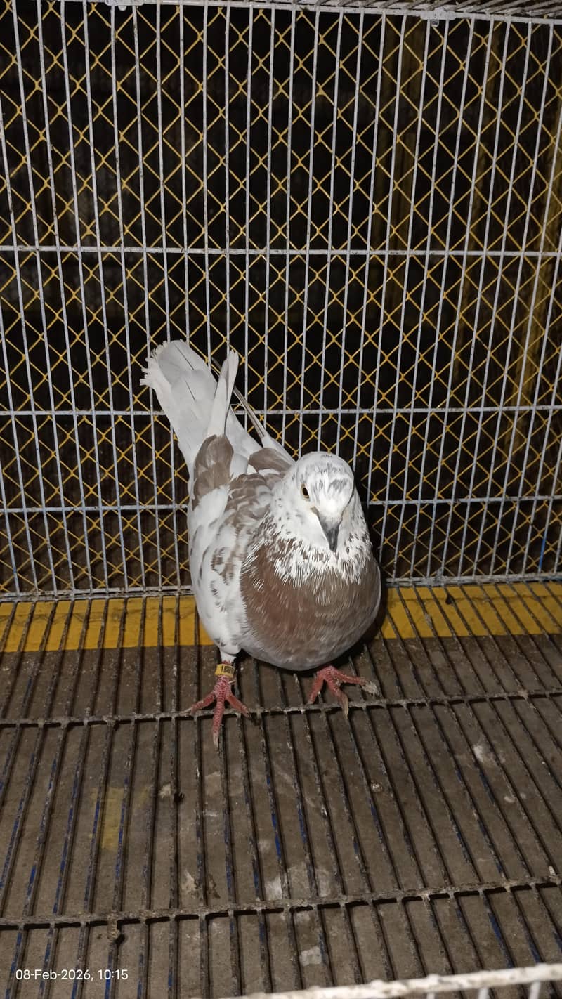 دو عدد کنگ سائز میل ایک عدد سینٹی میل فار سیل 1