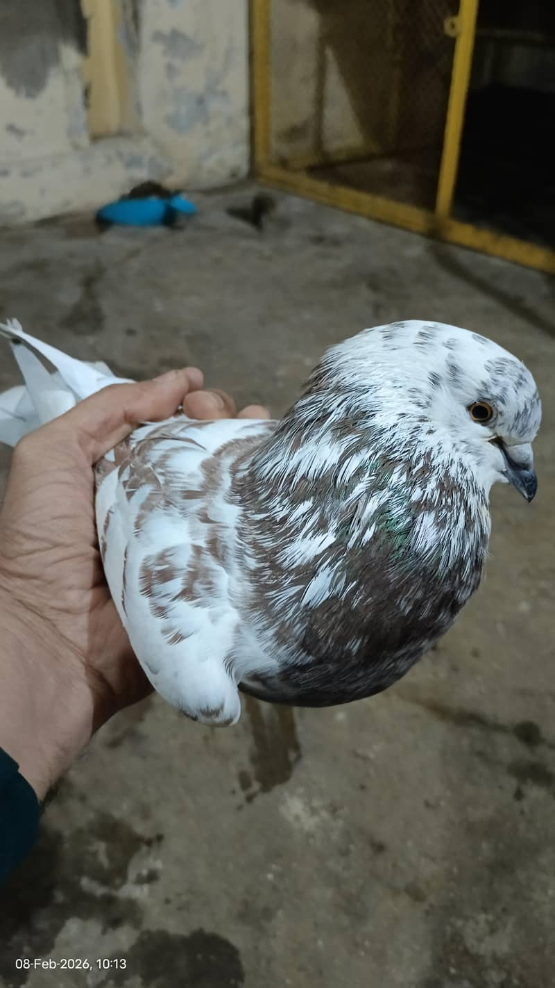 دو عدد کنگ سائز میل ایک عدد سینٹی میل فار سیل 2