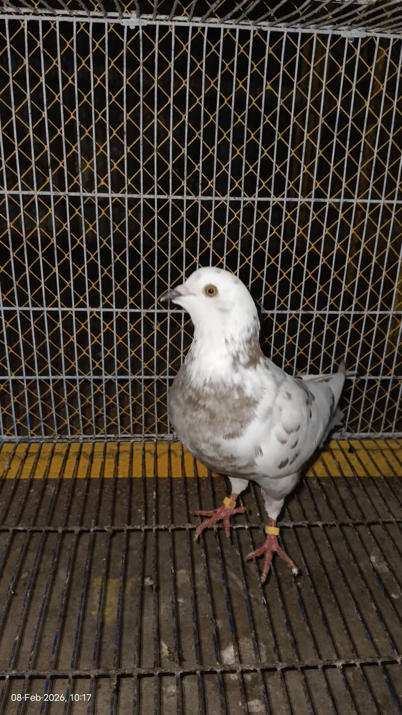 دو عدد کنگ سائز میل ایک عدد سینٹی میل فار سیل 5