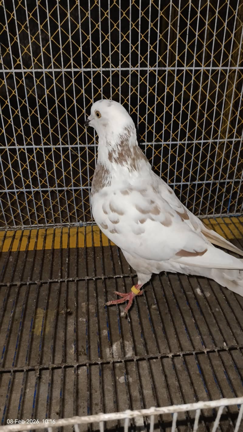 دو عدد کنگ سائز میل ایک عدد سینٹی میل فار سیل 6