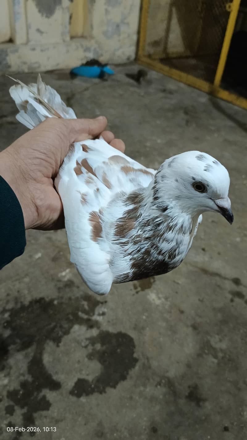 دو عدد کنگ سائز میل ایک عدد سینٹی میل فار سیل 7