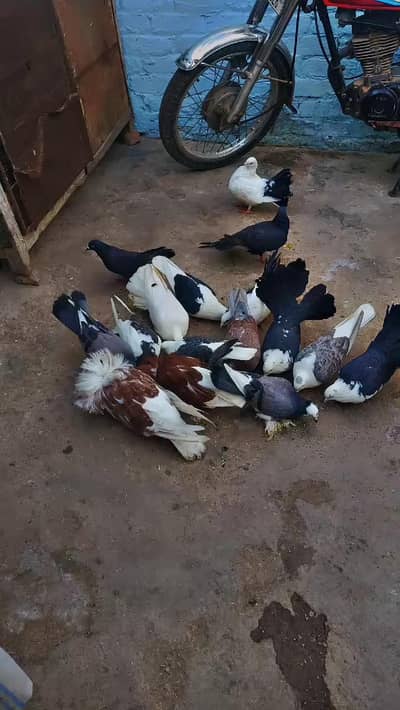 Mashallah healthy and Active breeder pair All for sale