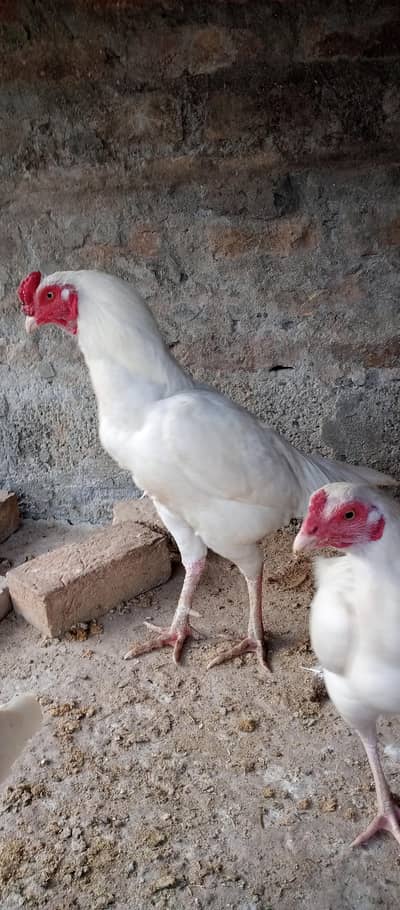 aseel white jora for sale in Islamabad