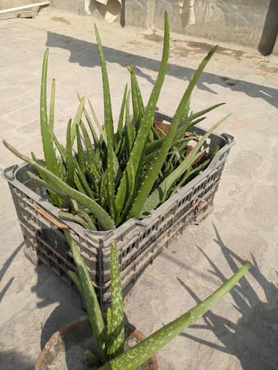 Allovera Plants For sale