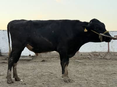 Hf Breeder Bull