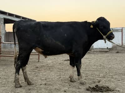 Hf Breeder Bull