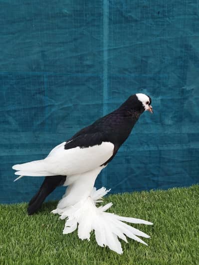 Rewerswing pouter Male (Not Adult)