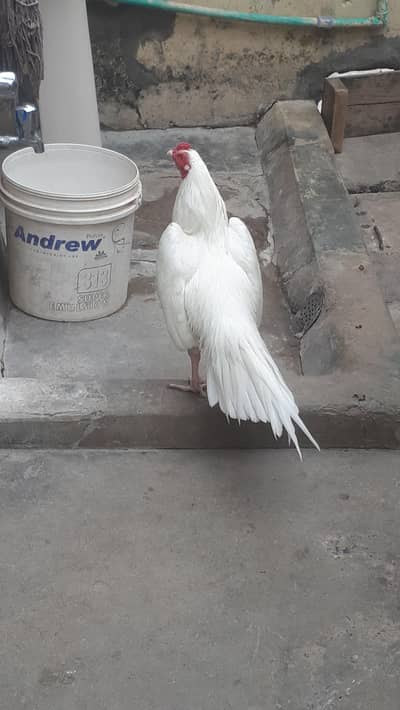 پیپر وائٹ ہیرہ فارسیل