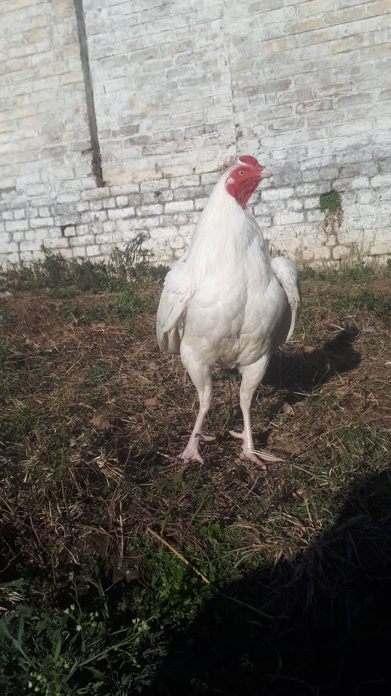 پیپر وائٹ ہیرہ فارسیل 1