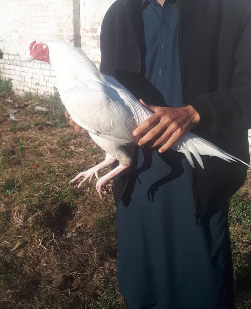 پیپر وائٹ ہیرہ فارسیل 2