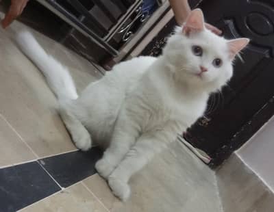 persian cat 5 month