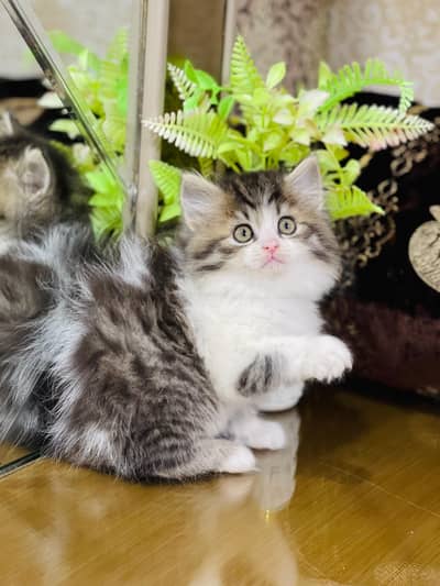 Lovely Kittens Looking for Home With Different Prices