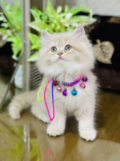 Lovely Kittens Looking for Home With Different Prices