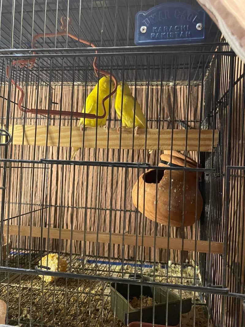 budgies full setup 0