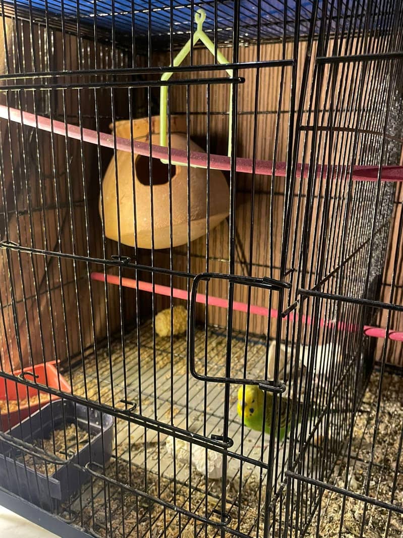 budgies full setup 1