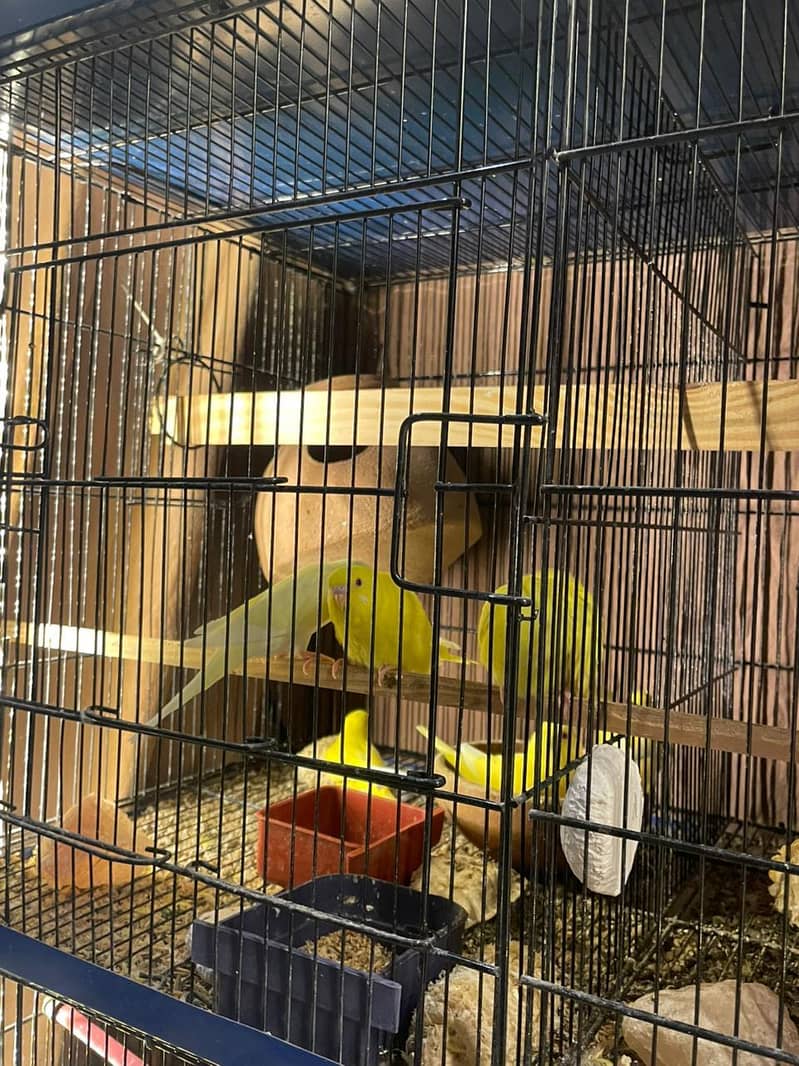 budgies full setup 2