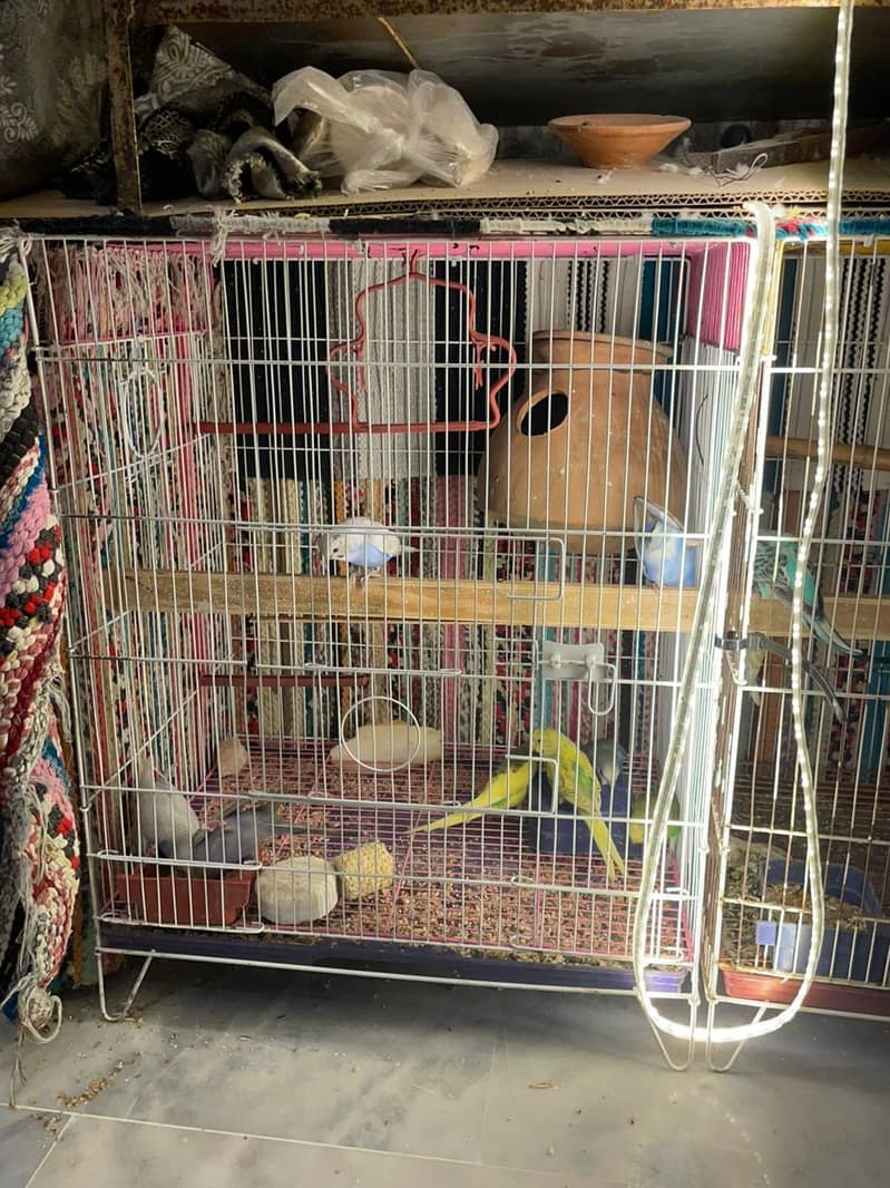 budgies full setup 3