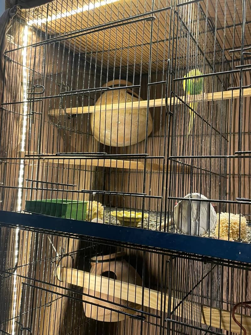 budgies full setup 4