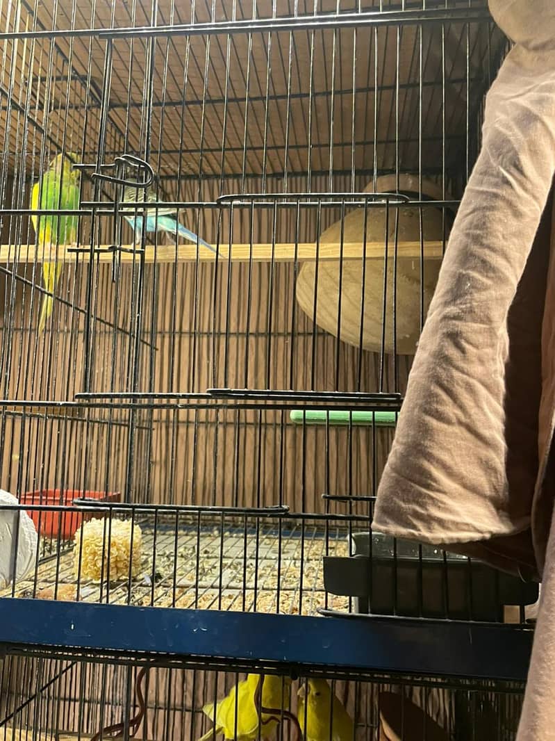 budgies full setup 5