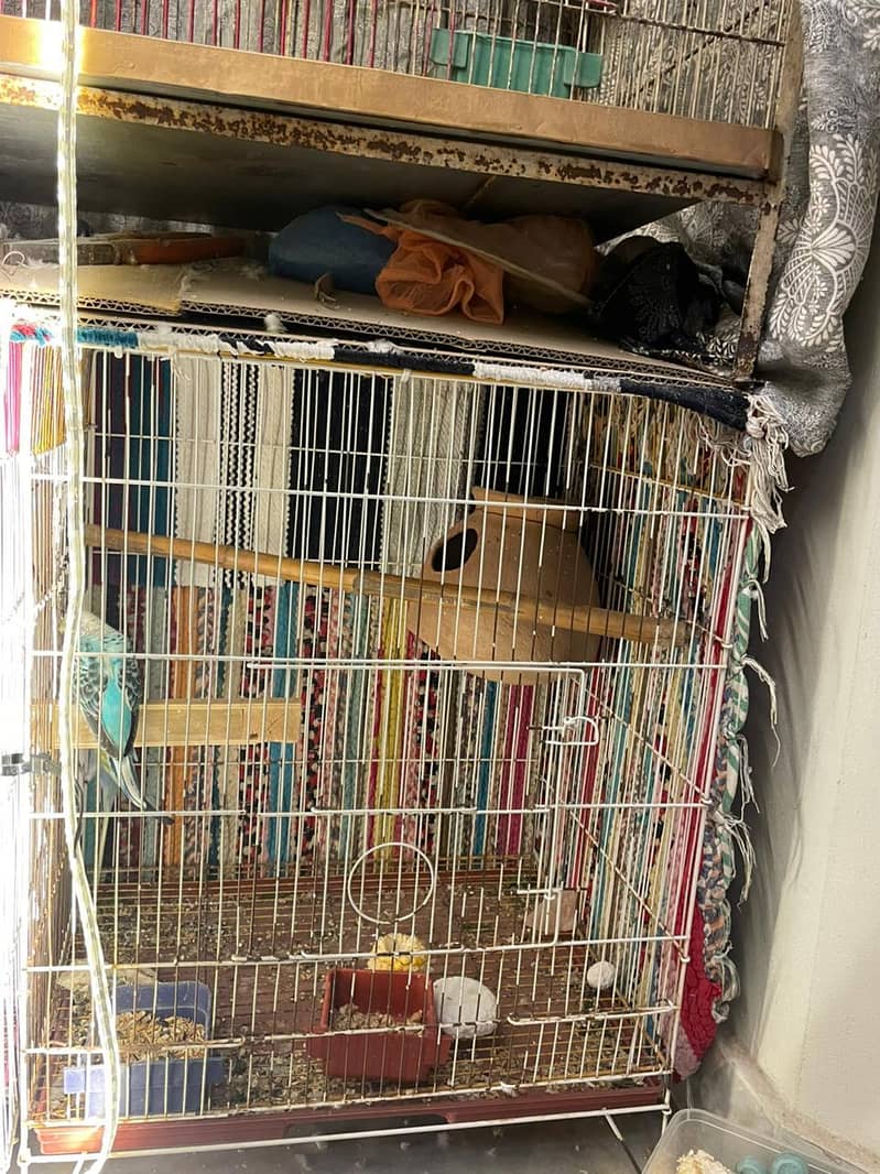 budgies full setup 6