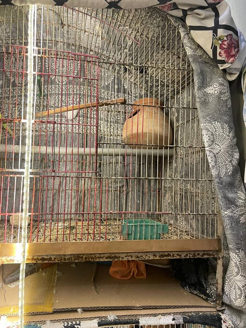 budgies full setup 7
