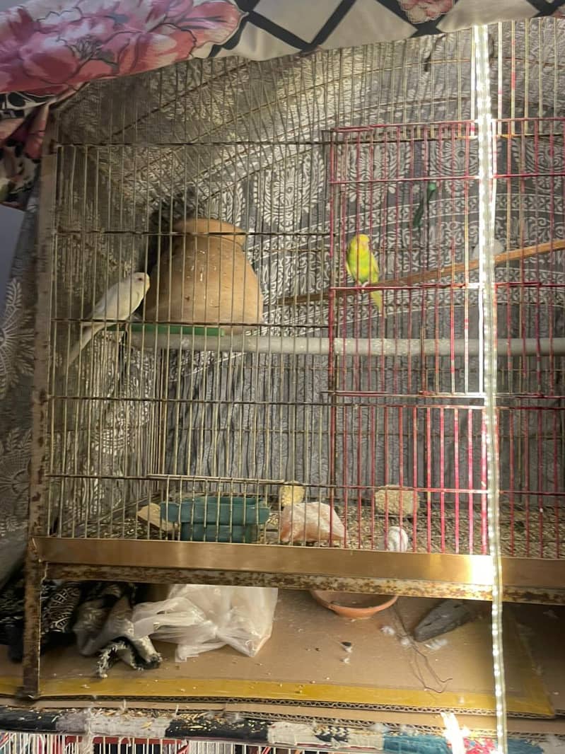 budgies full setup 8
