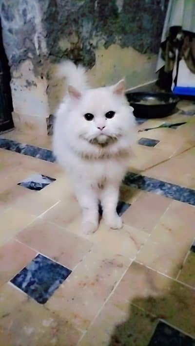 white pershion male cat for stud service