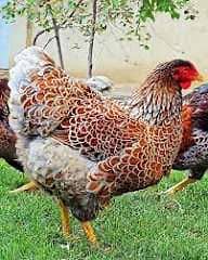 Silver,Splash,Blue laced red Wyandotte