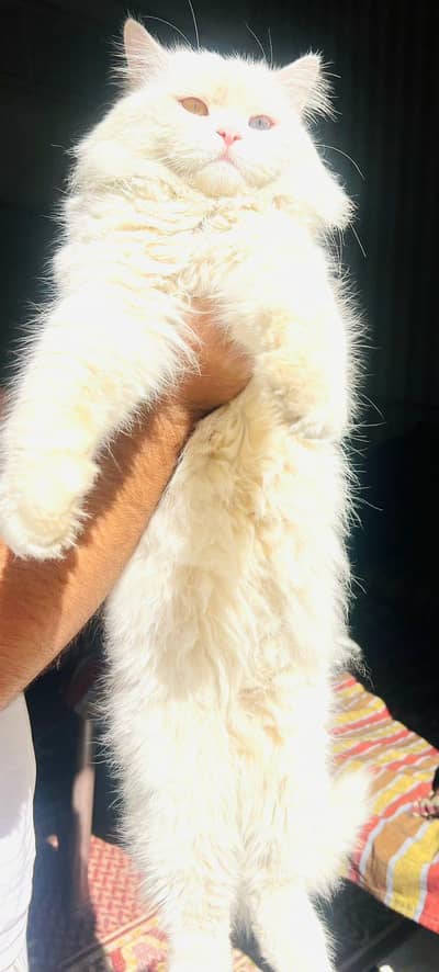 Persian Cate for sale