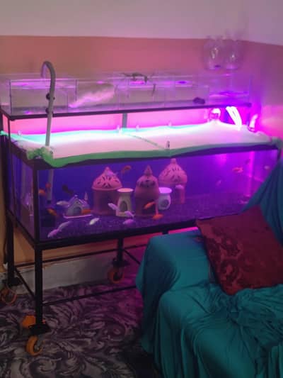 4 ft aquarium + iron stand+ parrotfish