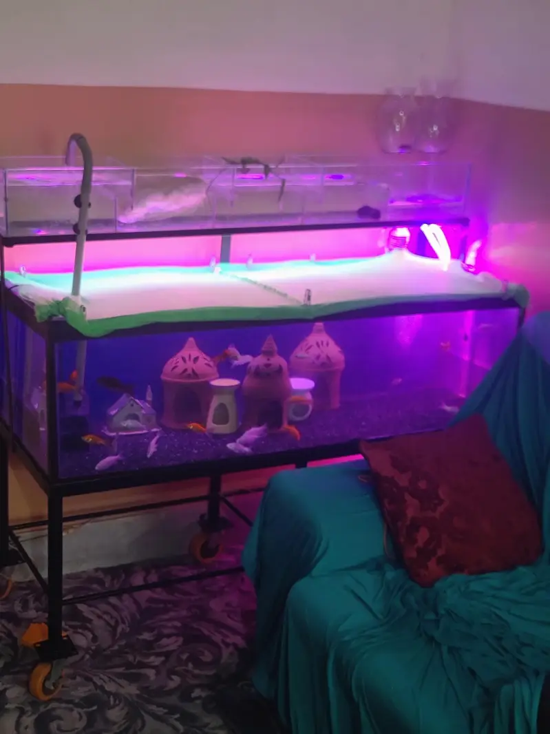 4 ft aquarium + iron stand+ parrotfish — photo 2